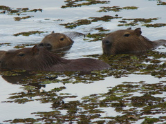 Hydrochoerus hydrochaeris