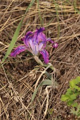 Iris tigridia