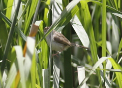 Prinia gracilis