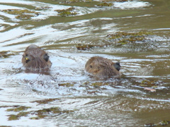 Hydrochoerus hydrochaeris