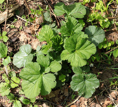 Geum macrophyllum