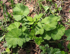 Geum macrophyllum