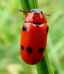 Tituboea sexmaculata