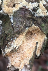 Schizoporaceae