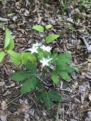 Cnidoscolus stimulosus