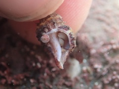 Paciocinebrina atropurpurea