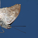 Mariposa Hojarasca de Dos Manchas - Photo (c) Ale Türkmen, algunos derechos reservados (CC BY-NC-SA), subido por Ale Türkmen