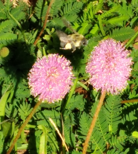 Bombus image