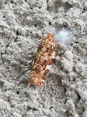 Phaecasiophora niveiguttana