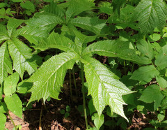 Rodgersia podophylla