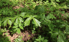 Rodgersia podophylla