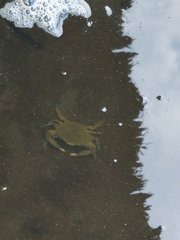 Callinectes arcuatus