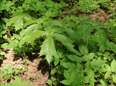 Rodgersia podophylla