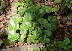 Asarum europaeum