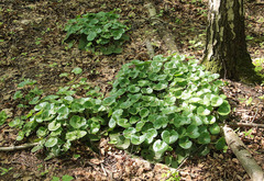 Asarum europaeum
