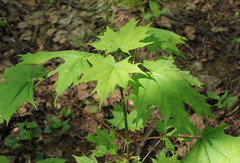 Acer platanoides