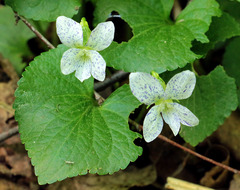 Viola sororia
