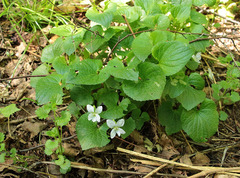 Viola sororia