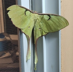 Actias maenas