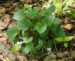 Viola sororia