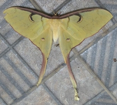 Actias maenas