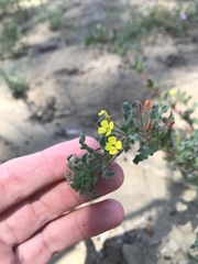 Camissoniopsis intermedia