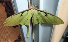 Actias maenas