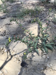 Camissoniopsis intermedia