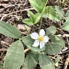 Fragaria virginiana glauca