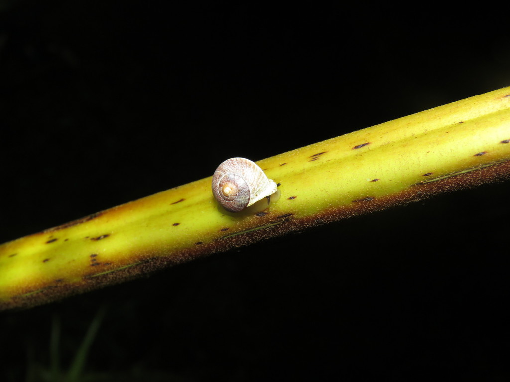Helicina rhodostoma