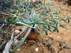 Gethyllis namaquensis