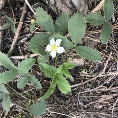 Fragaria virginiana glauca