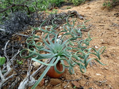 Gethyllis namaquensis
