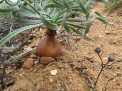 Gethyllis namaquensis