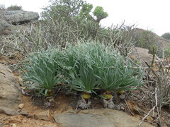 Gethyllis namaquensis