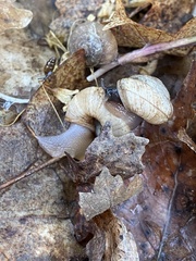 Oreohelix strigosa