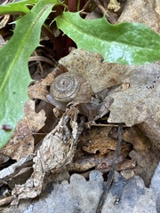 Oreohelix strigosa