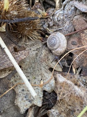Oreohelix strigosa