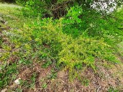 Rhamnus erythroxyloides