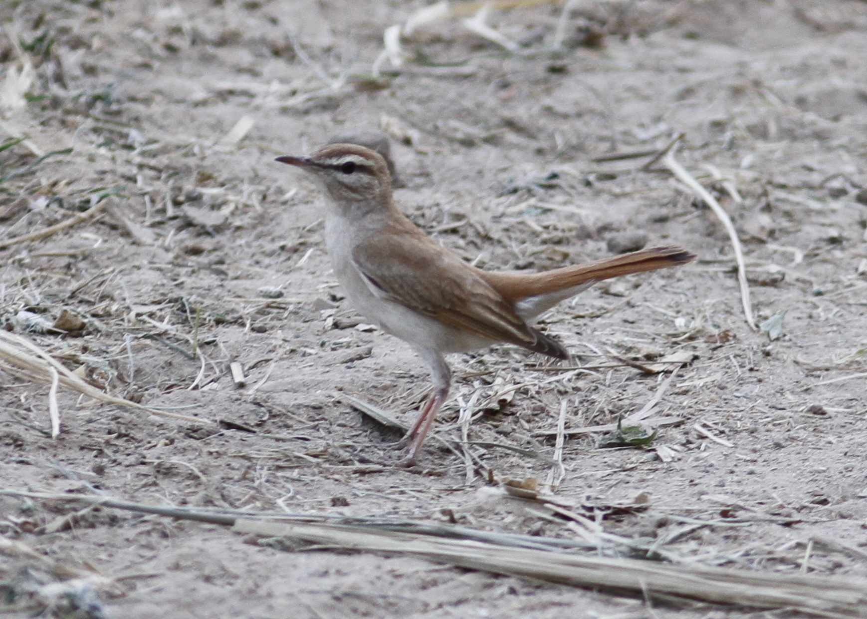 Rufous-tailed Scrub Robin