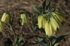 Fritillaria pallidiflora