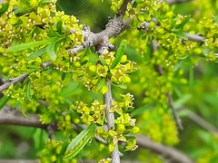 Rhamnus erythroxyloides