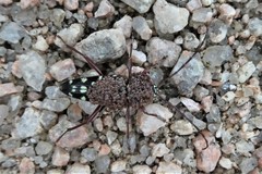 Placosternus erythropus