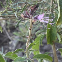 Ocimum filamentosum