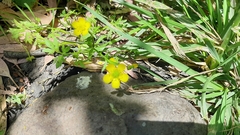 Ranunculus scandicinus
