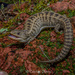 Transvolcanic Alligator Lizard - Photo (c) Cristian Olvera, some rights reserved (CC BY-NC-ND), uploaded by Cristian Olvera