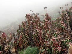 Aloe pearsonii