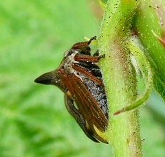 Centrotus