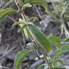 Ocimum filamentosum