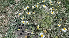 Anthemis bornmuelleri